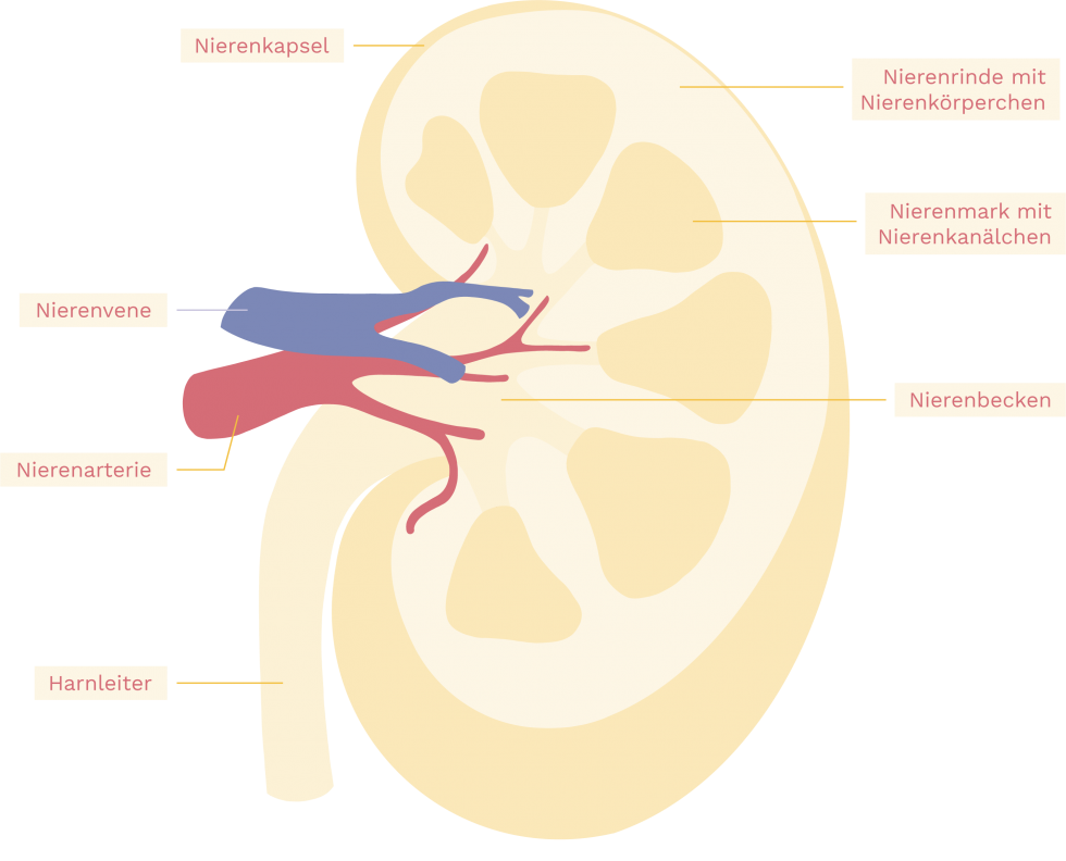 Tumor An Der Niere überlebenschance diagnose-krebs.at